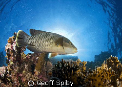 Napoleon wrasse backlit by the sun
Red Sea by Geoff Spiby 